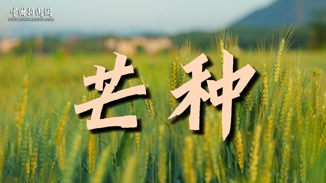 芒种：风吹麦浪 时光凝香